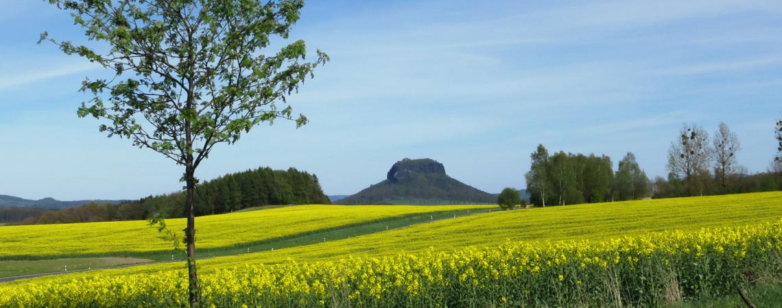 Blick zum Lilienstein, im Vordergrund Rapsfelder